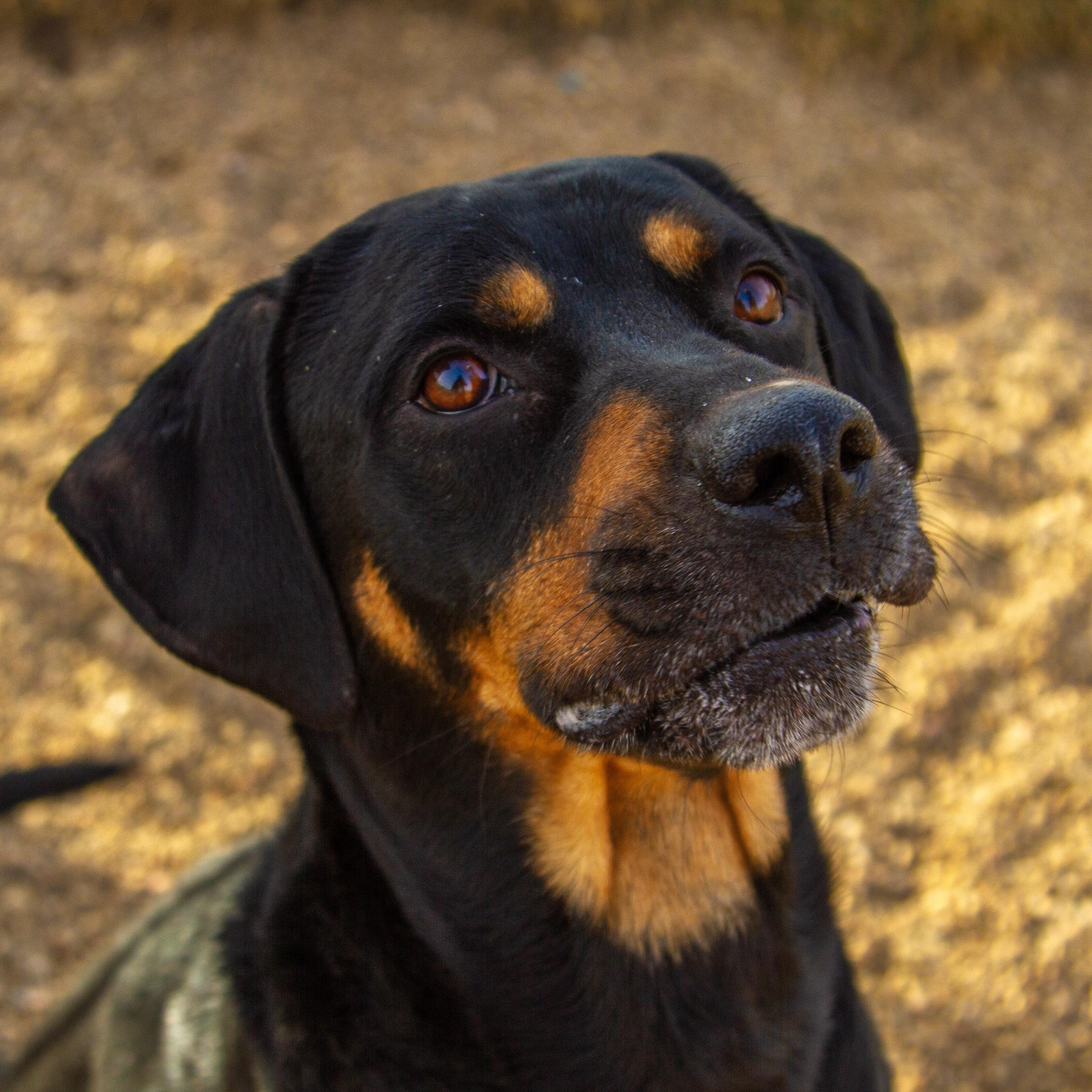 Enlarge Bayou, a ADOPTABLE mixed breed in Rapid City, SD image 1/5