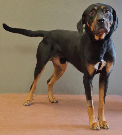 Enlarge Bayou, a ADOPTABLE mixed breed in Rapid City, SD image 4/5