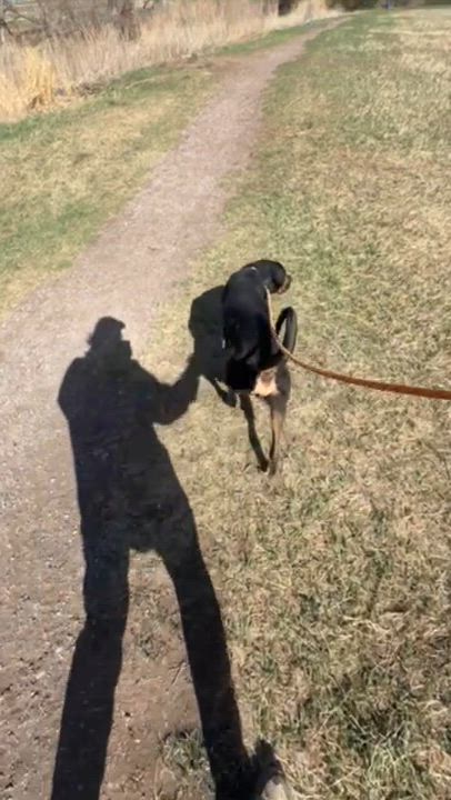 Enlarge Bayou, a ADOPTABLE mixed breed in Rapid City, SD video 5/5