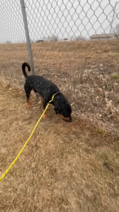 Enlarge Bayou, a ADOPTABLE mixed breed in Rapid City, SD video 3/5