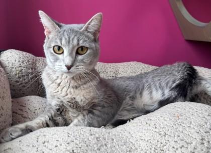 Shayla, Adoptable, Young Female Domestic Short Hair & Domestic Short Hair.