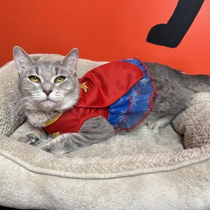 Shayla, a Adoptable Domestic Short Hair in Willmar, MN image 2/3