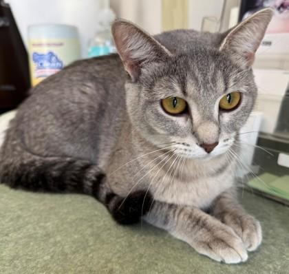 Shayla, a Adoptable Domestic Short Hair in Willmar, MN image 3/3