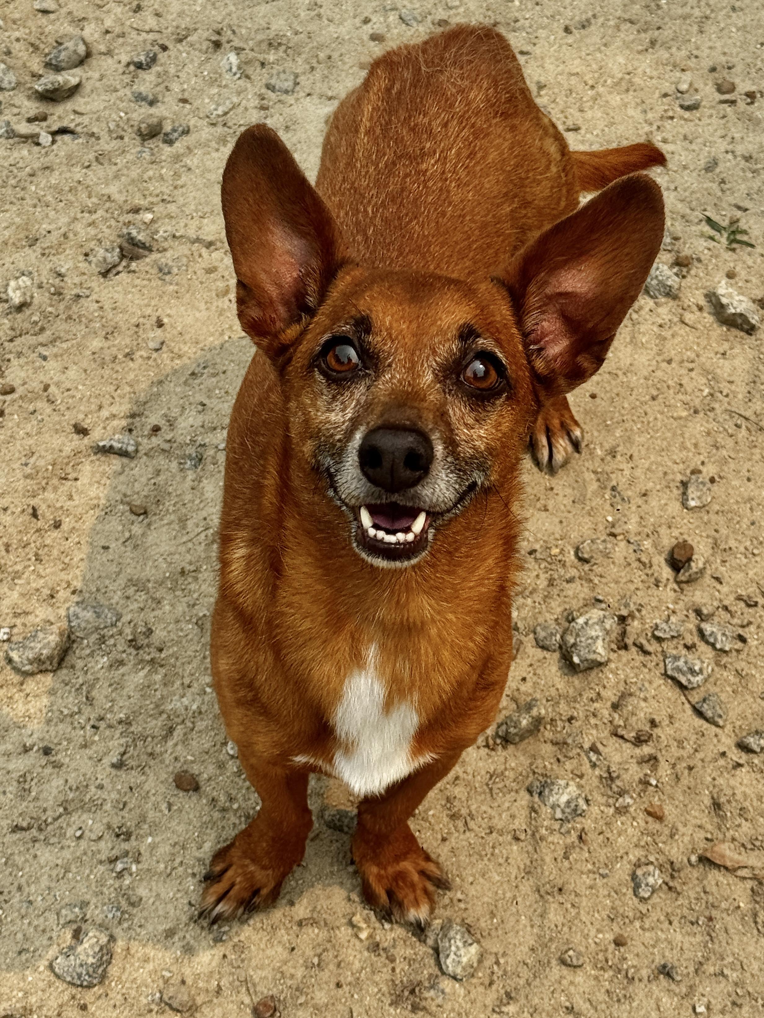 Anderson Pooper, Young Male Mixed Breed