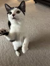 Barracuda, Adoptable, Kitten Male Domestic Short Hair.