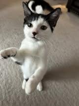 Enlarge Barracuda, a Adoptable Domestic Short Hair in Fishers, IN image 2/4