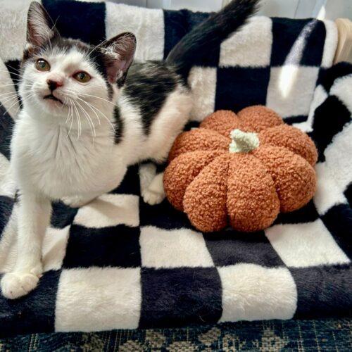 Enlarge Barracuda, a Adoptable Domestic Short Hair in Fishers, IN image 3/4