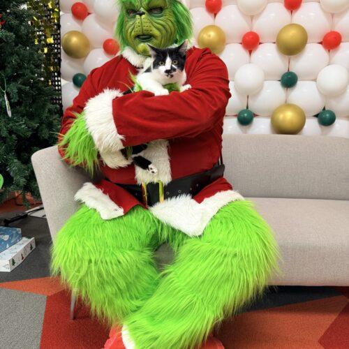 Enlarge Barracuda, a Adoptable Domestic Short Hair in Fishers, IN image 4/4