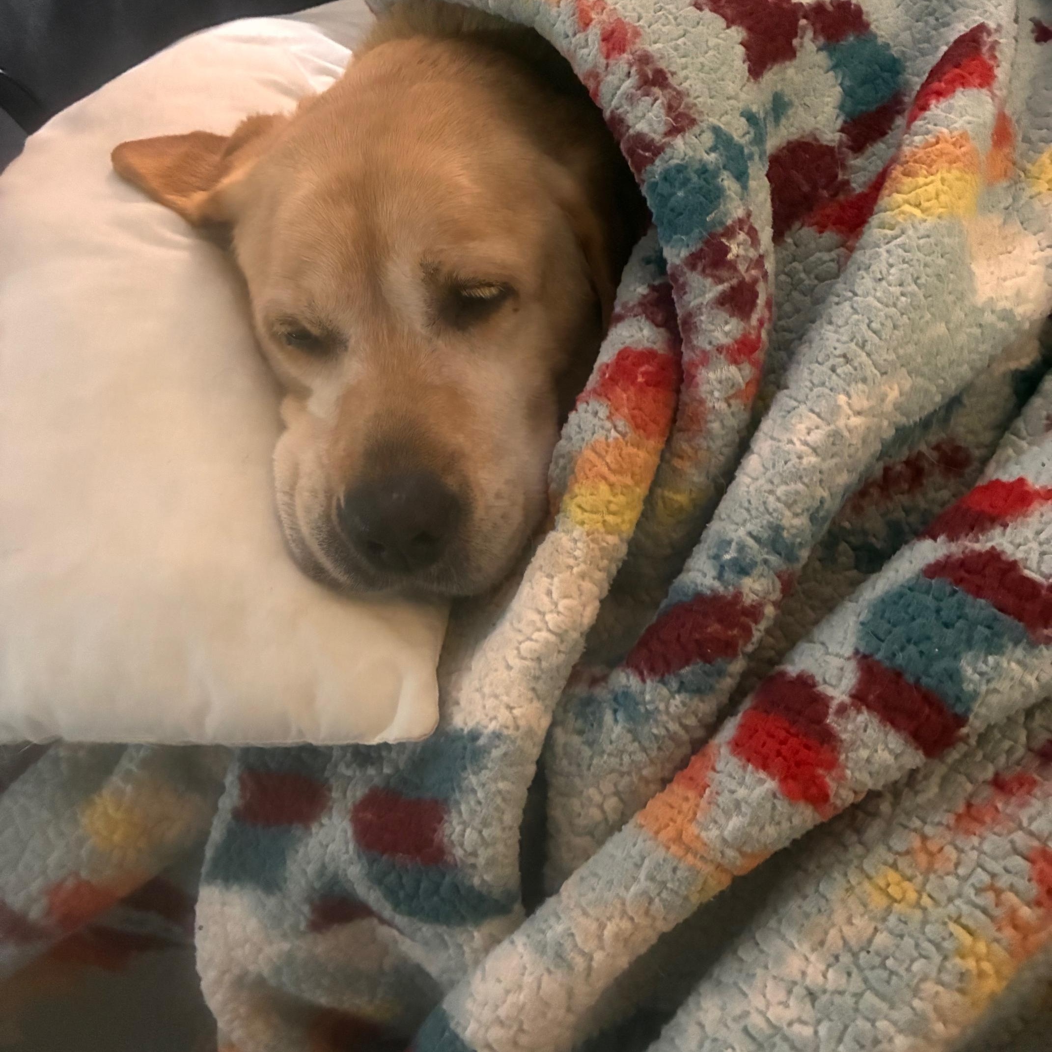 Lucy, adopted, Adult Female Labrador Retriever.