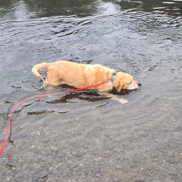 Enlarge Lucy, an adopted Labrador Retriever in Sacramento, CA image 2/3