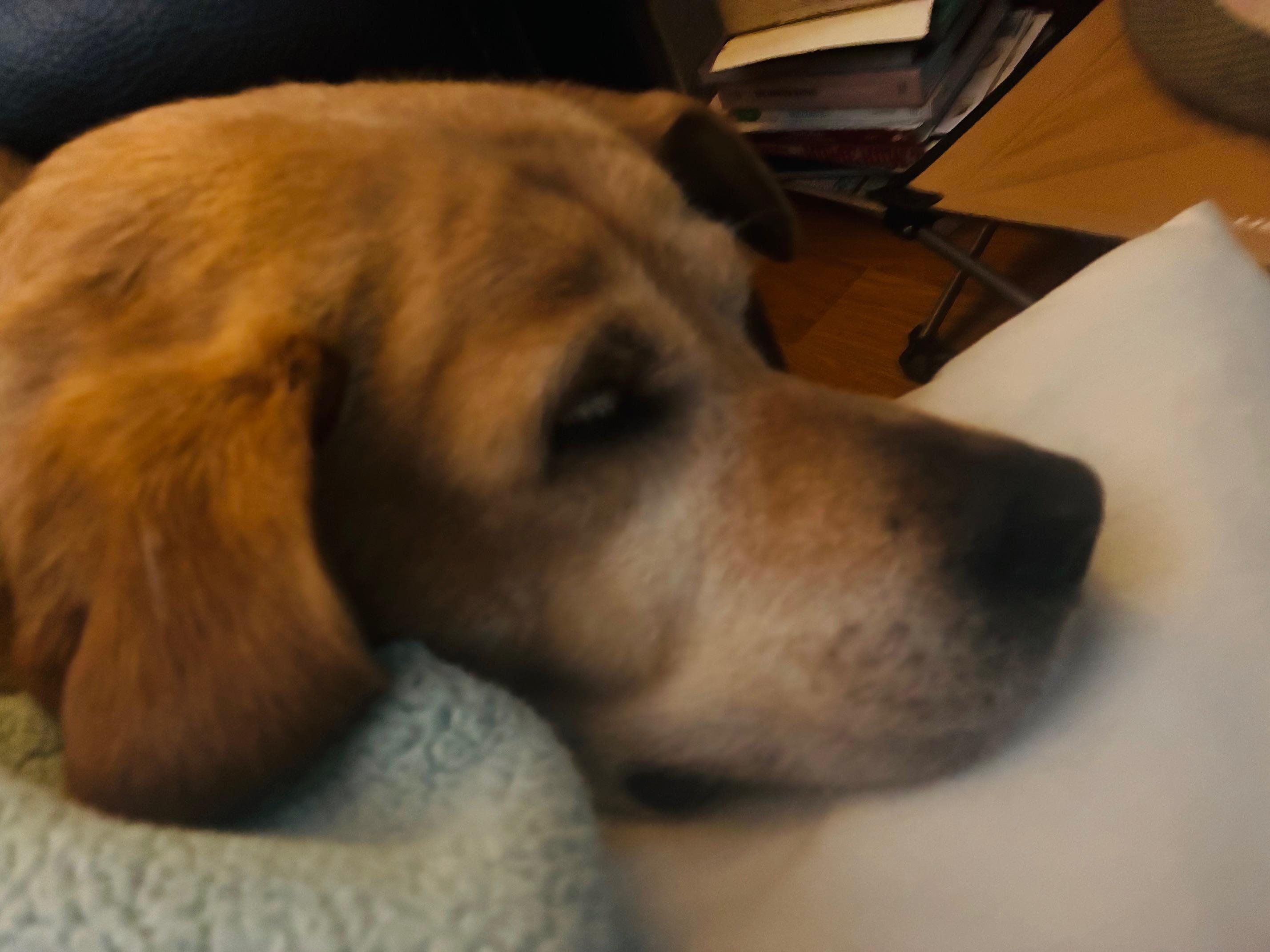 Enlarge Lucy, an adopted Labrador Retriever in Sacramento, CA image 3/3