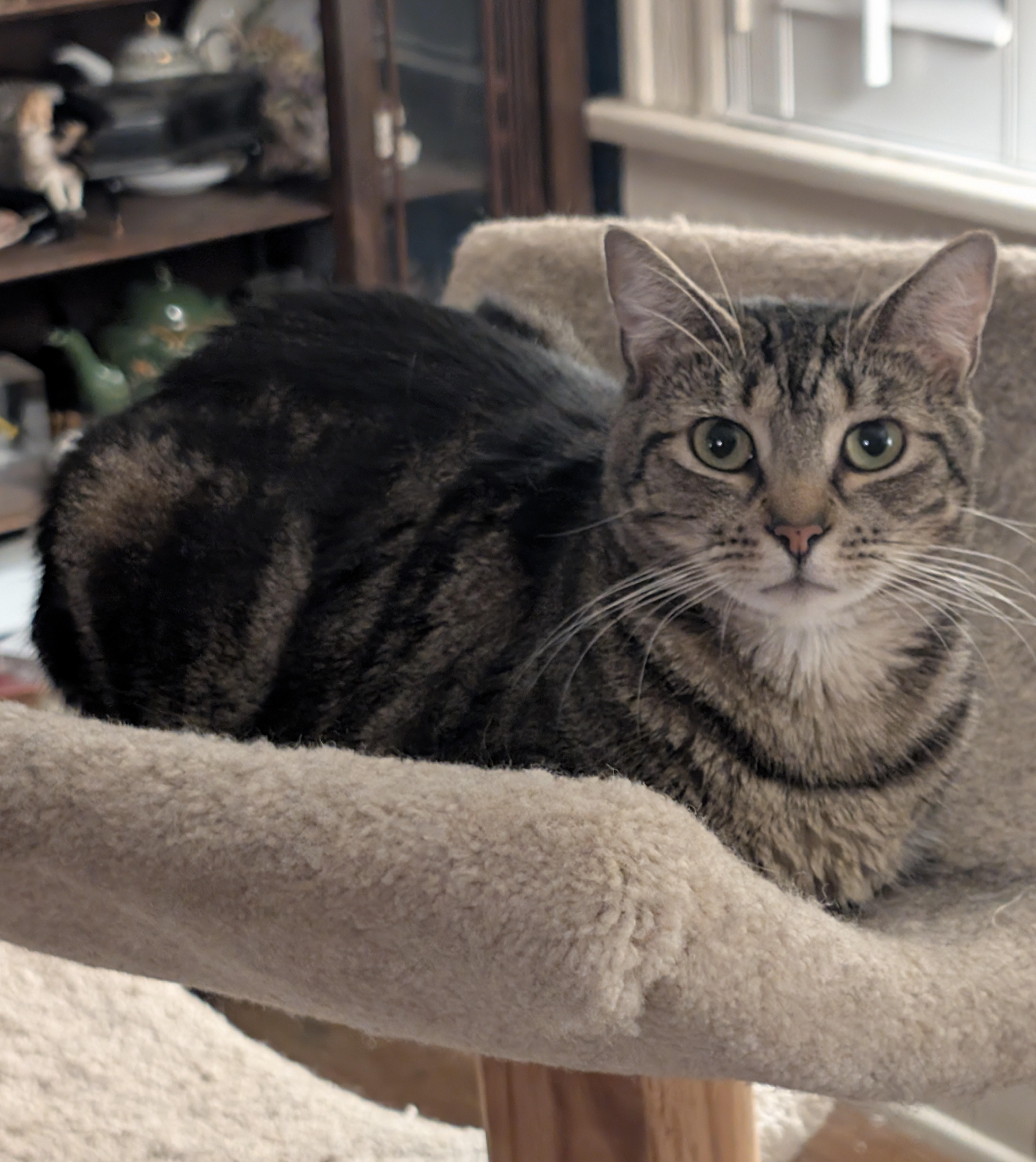Enlarge Trixie, a Adoptable Domestic Short Hair in Jacksonville, FL image 3/6