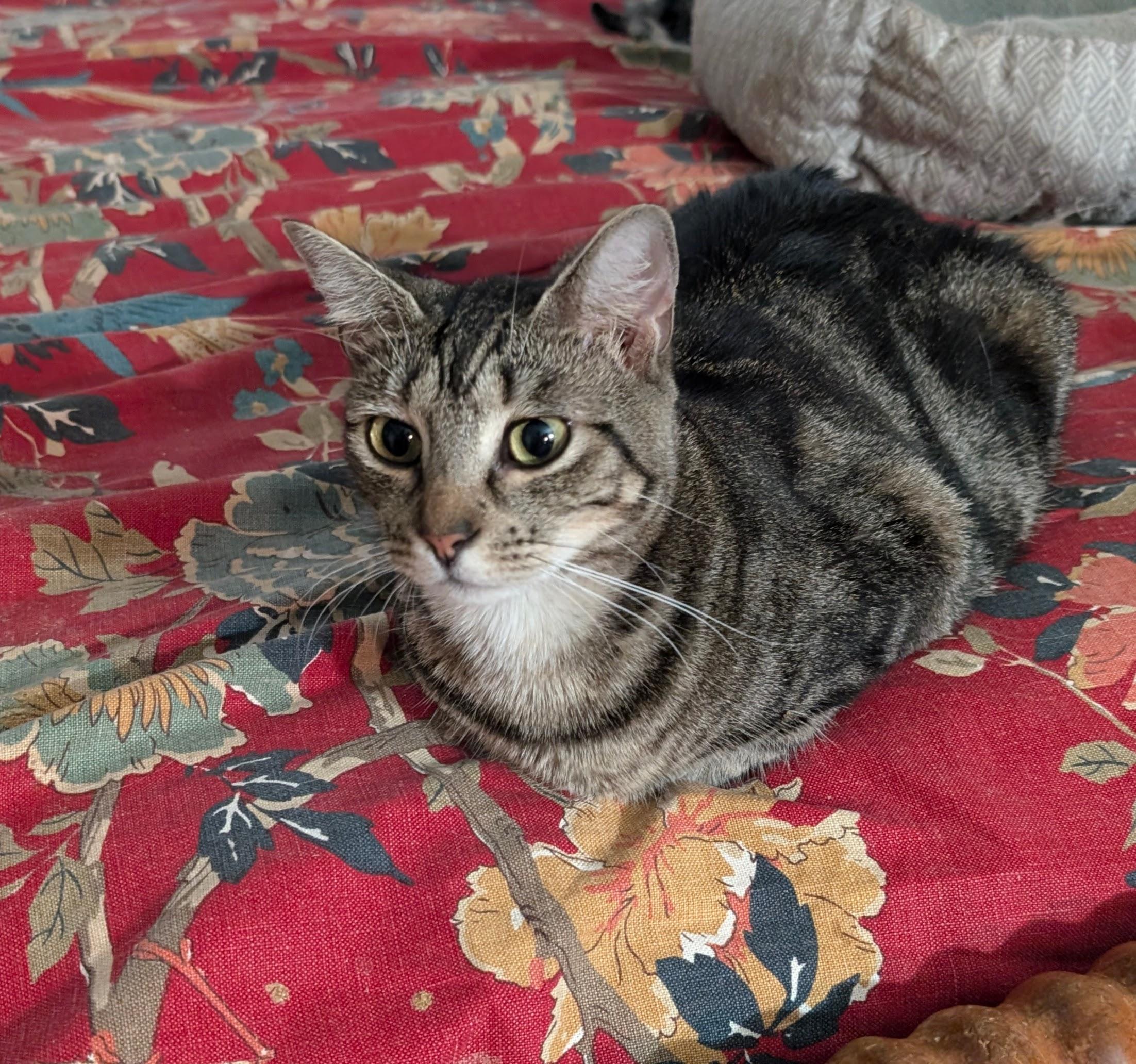 Enlarge Trixie, a Adoptable Domestic Short Hair in Jacksonville, FL image 5/6