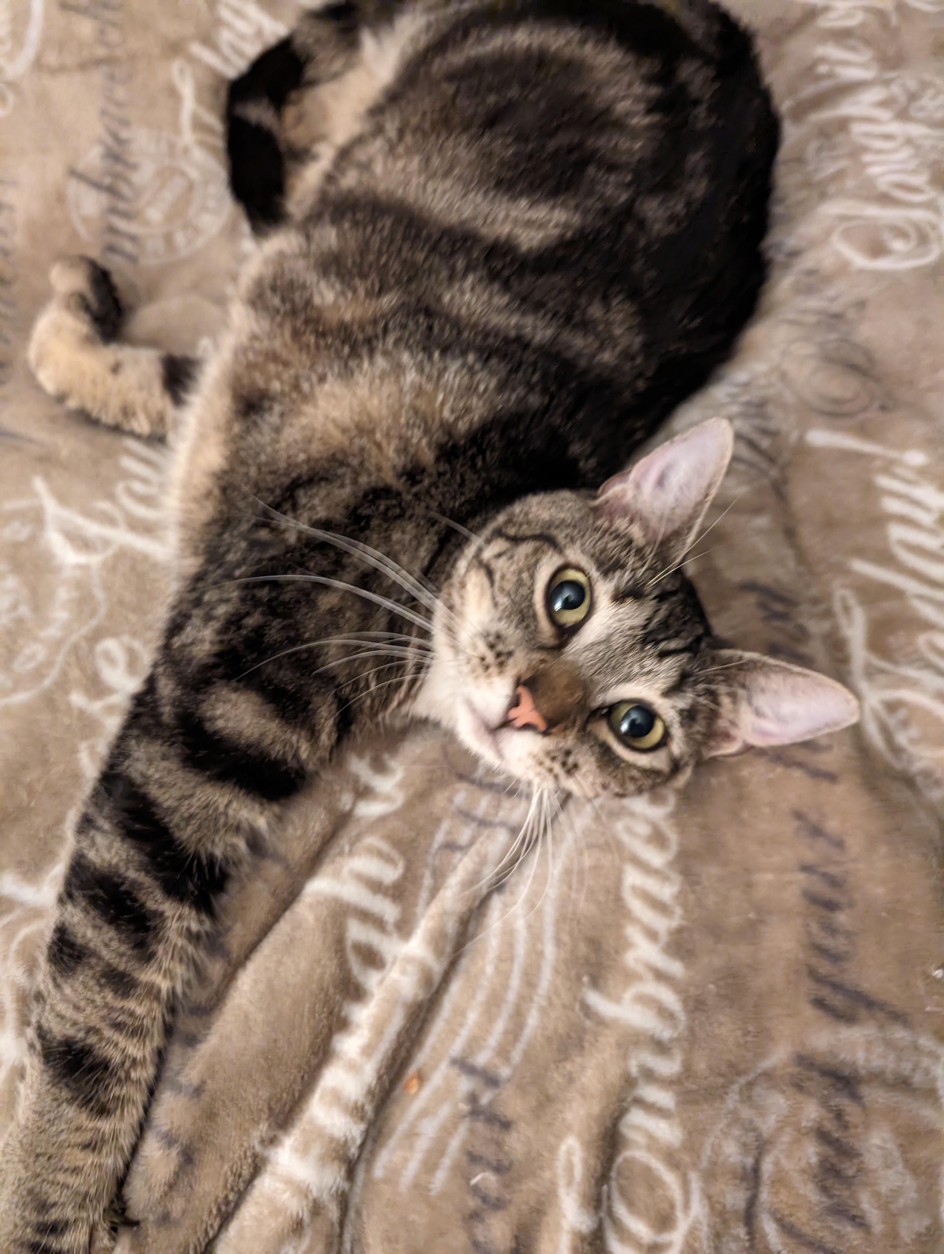 Enlarge Trixie, a Adoptable Domestic Short Hair in Jacksonville, FL image 4/6