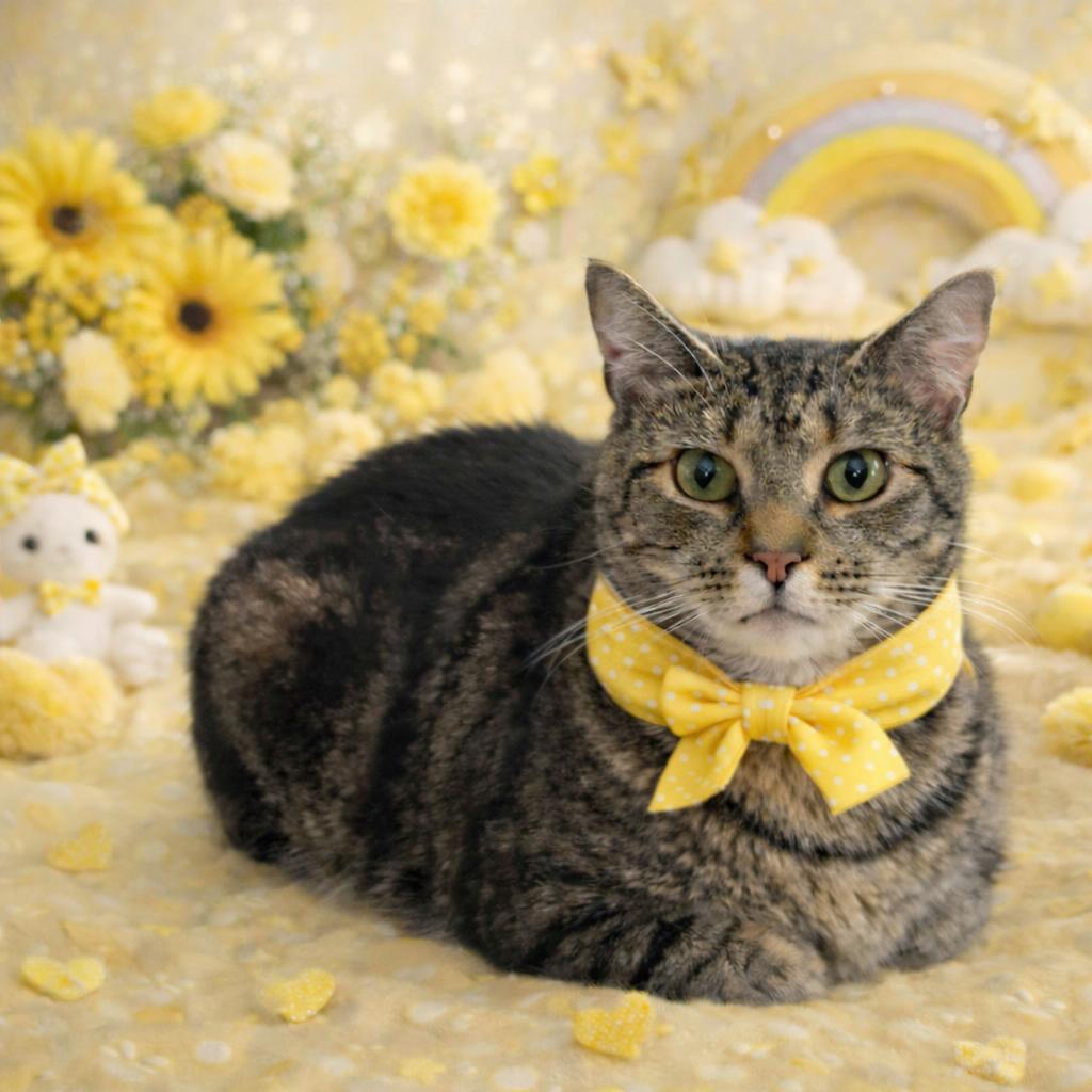 Enlarge Trixie, a Adoptable Domestic Short Hair in Jacksonville, FL image 1/6