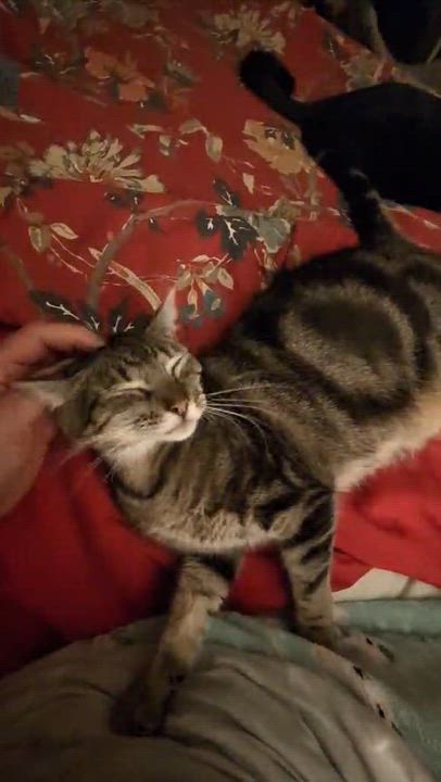 Enlarge Trixie, a Adoptable Domestic Short Hair in Jacksonville, FL video 6/6
