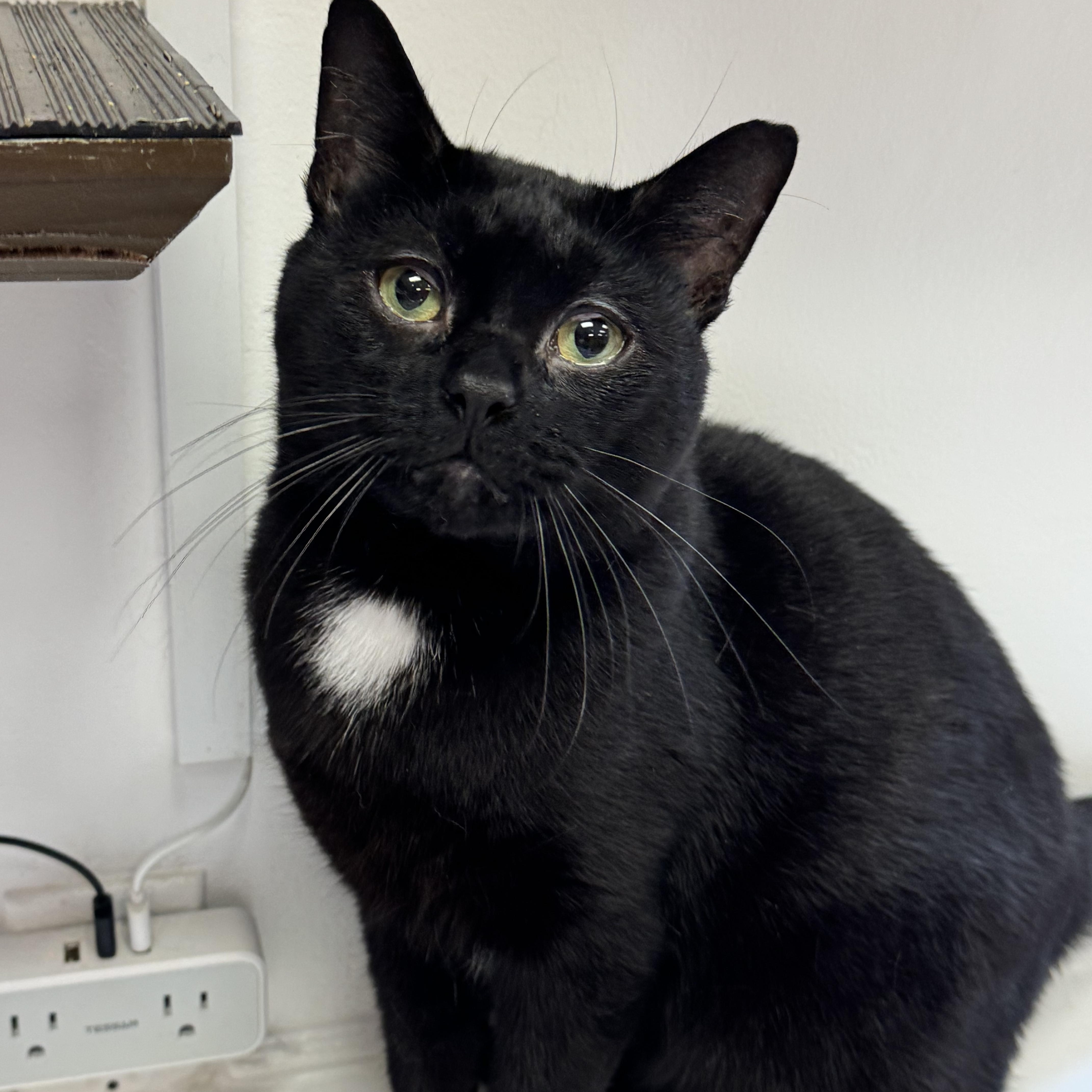 Enlarge Mickey, a Adopted Domestic Short Hair in New Haven, CT image 1/1