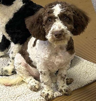 Enlarge SHERMAN (ohiosdrescue@gmail.com), a ADOPTABLE Cockapoo in Rossford, OH image 1/3