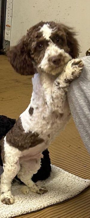 Enlarge SHERMAN (ohiosdrescue@gmail.com), a ADOPTABLE Cockapoo in Rossford, OH image 3/3