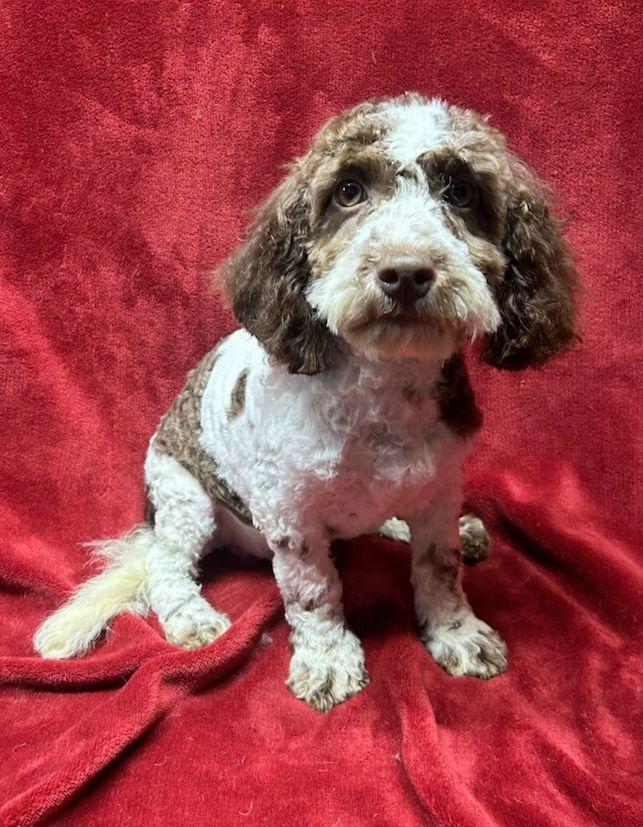 Enlarge SHERMAN (ohiosdrescue@gmail.com), a ADOPTABLE Cockapoo in Rossford, OH image 2/3