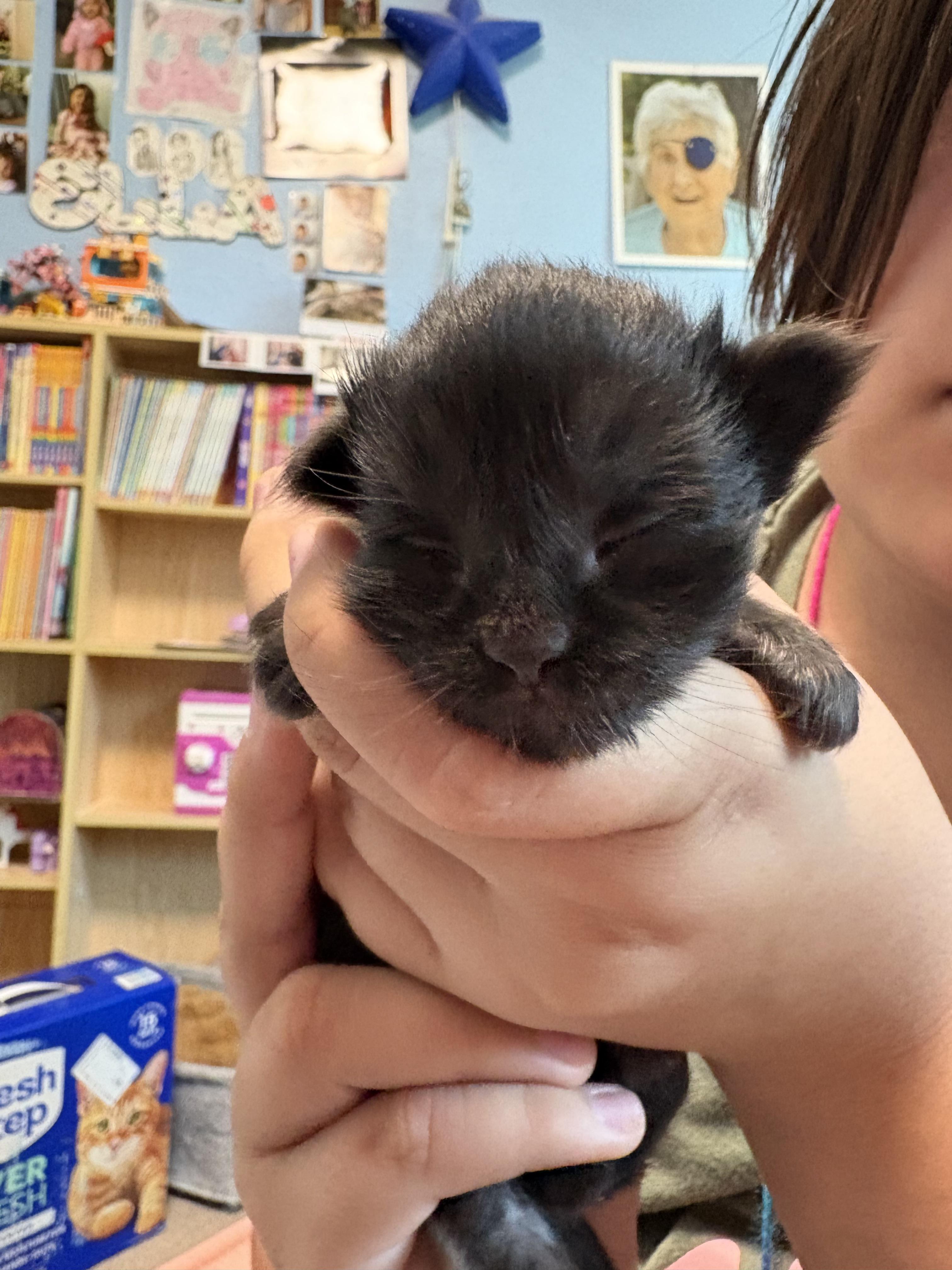 Lysander, Adoptable, Kitten Male Domestic Short Hair.