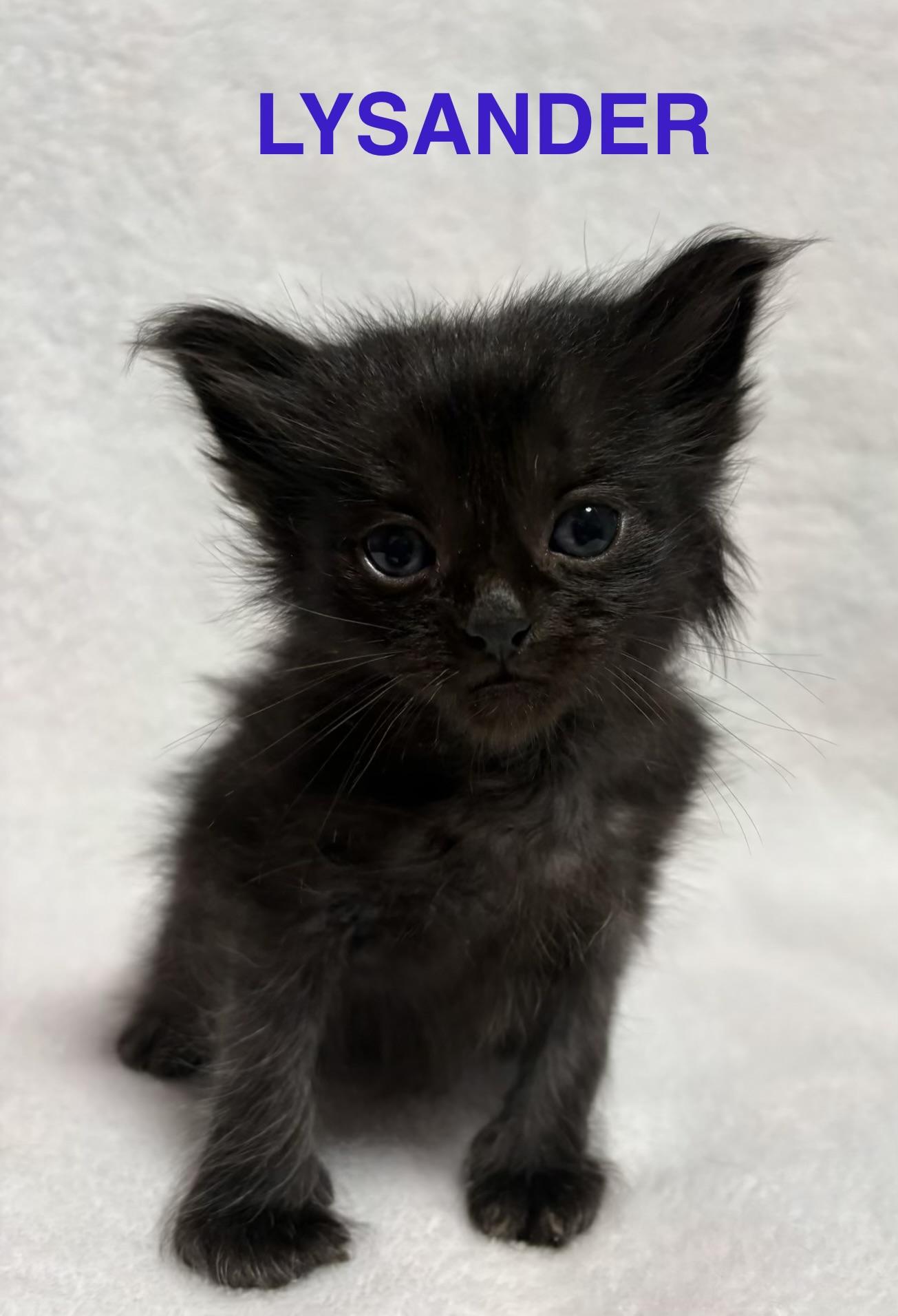 Enlarge Lysander, a Adoptable mixed breed in Dixon, CA image 2/2