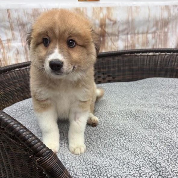 Isaac, an adopted mixed breed in Neillsville, WI image 2/3