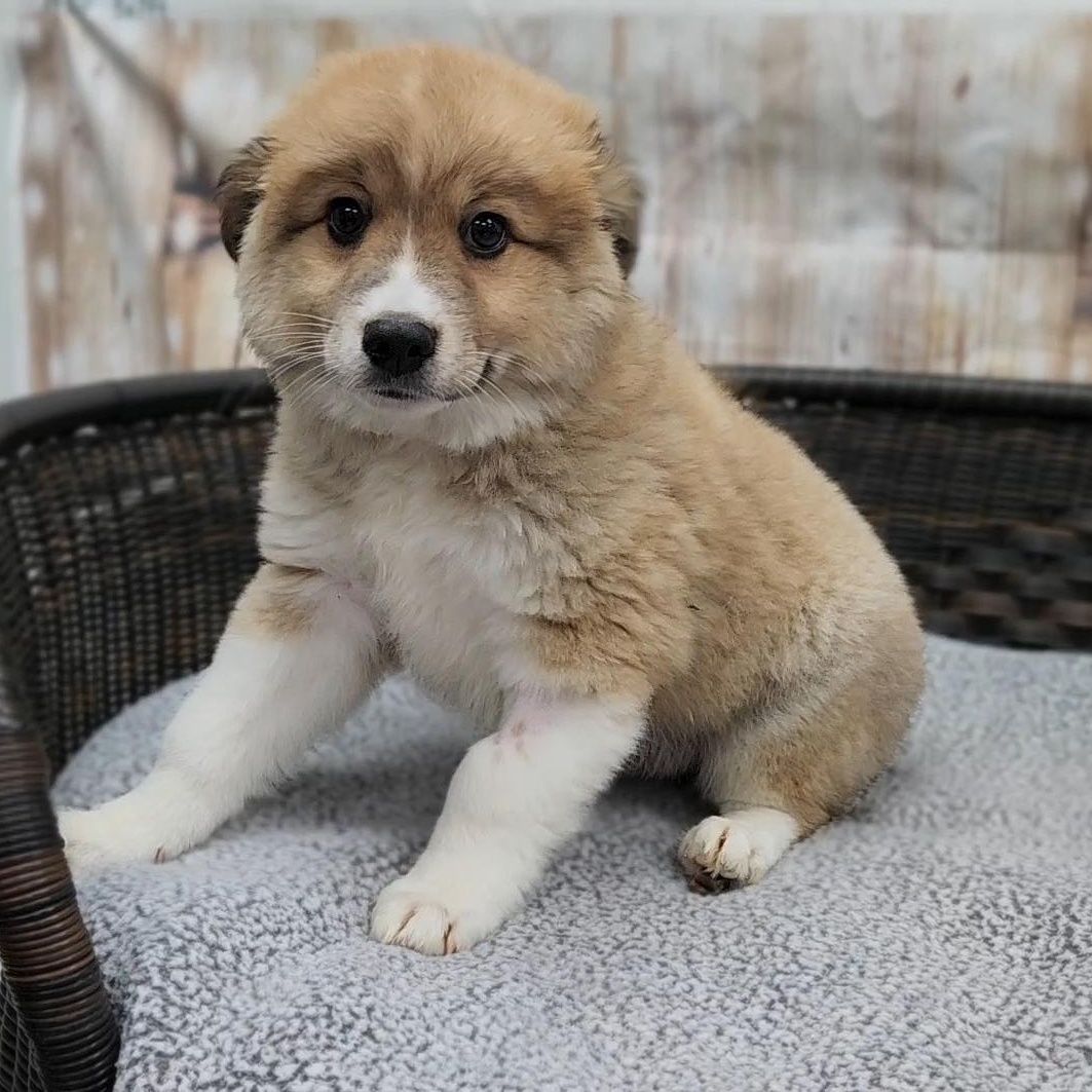 Isaac, an adopted mixed breed in Neillsville, WI image 3/3