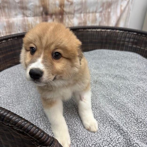 Isaac, an adopted mixed breed in Neillsville, WI image 1/3