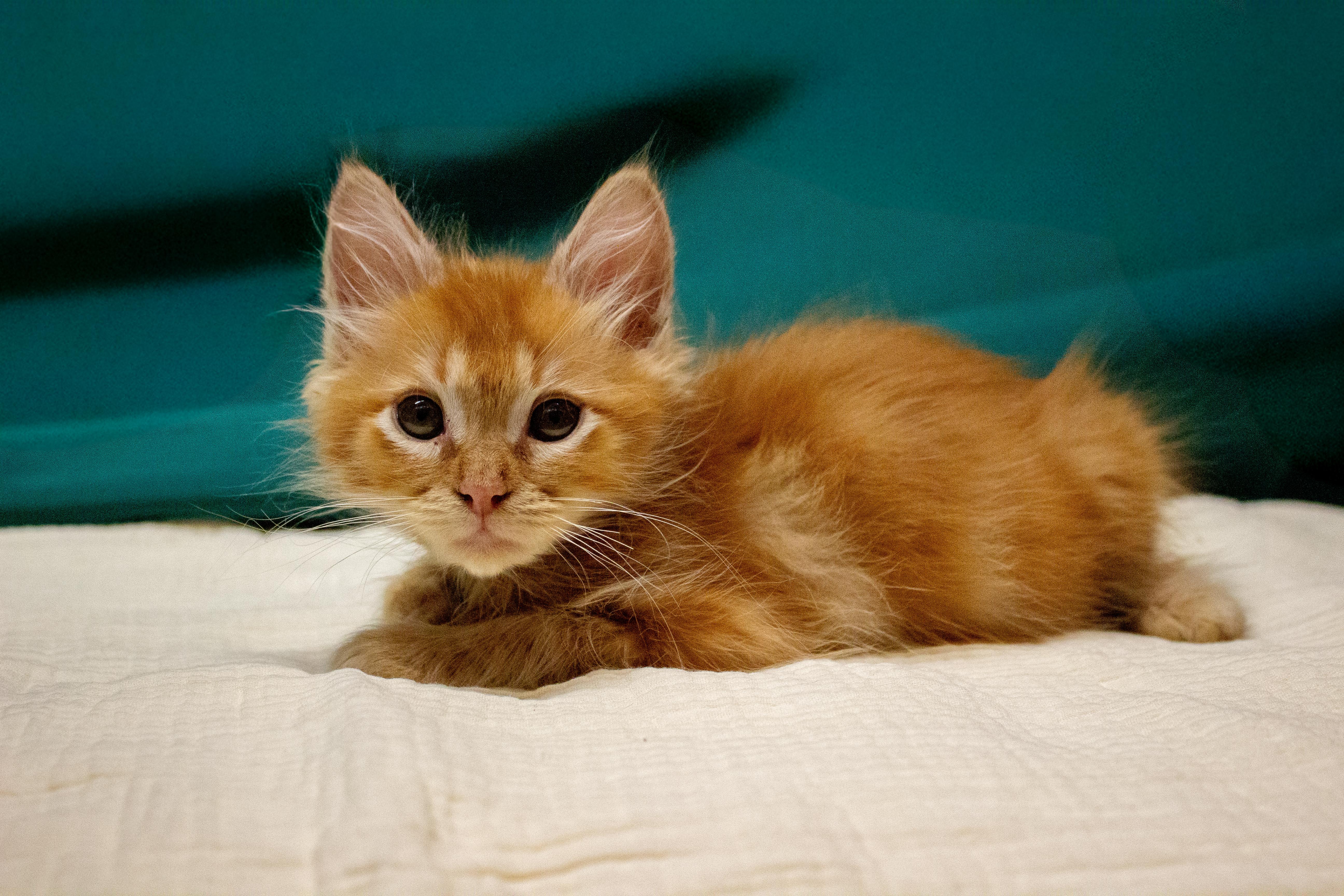 Cheddar, a ADOPTABLE Domestic Long Hair in City of Industry, CA image 2/2