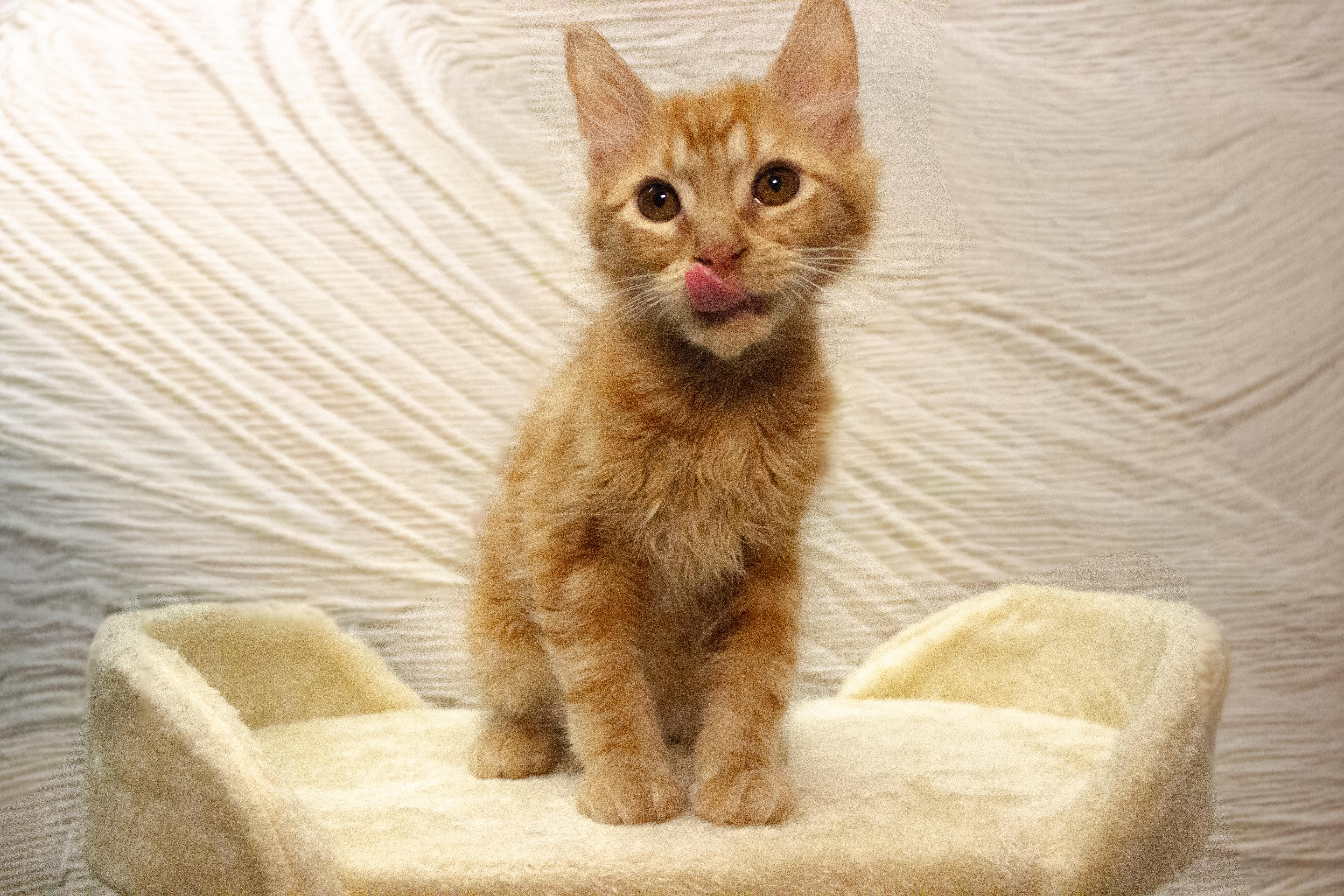 Cheddar, ADOPTABLE, Kitten Male Domestic Long Hair.
