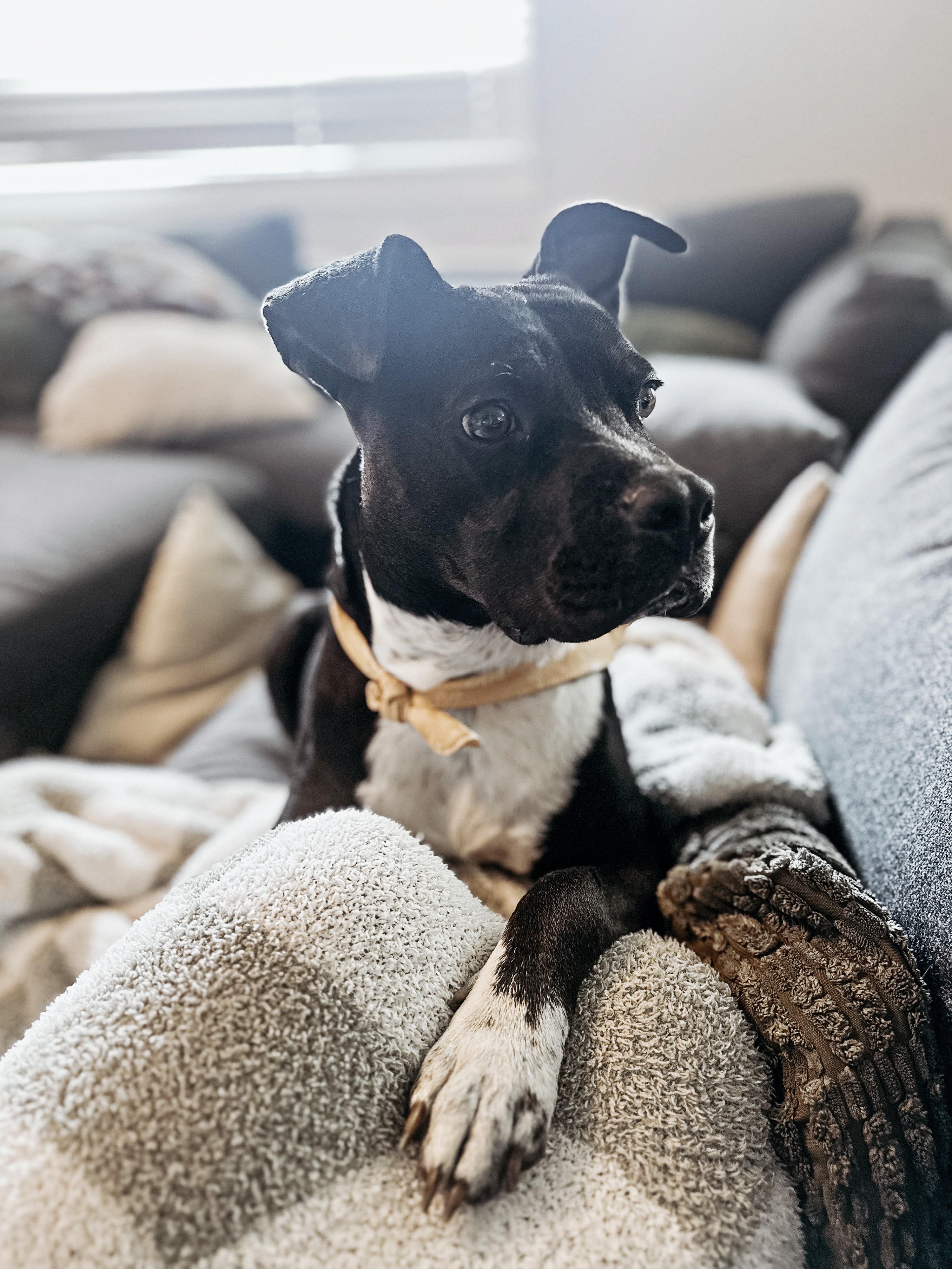 Enlarge Maisie, a Adoptable mixed breed in Gig Harbor, WA image 1/6