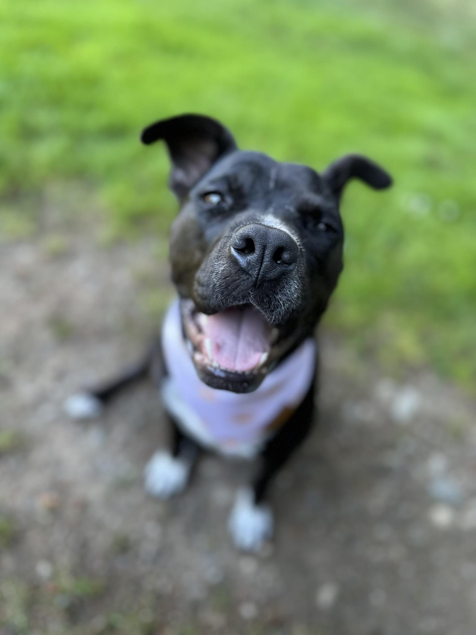 Enlarge Maisie, a Adoptable mixed breed in Gig Harbor, WA image 3/6