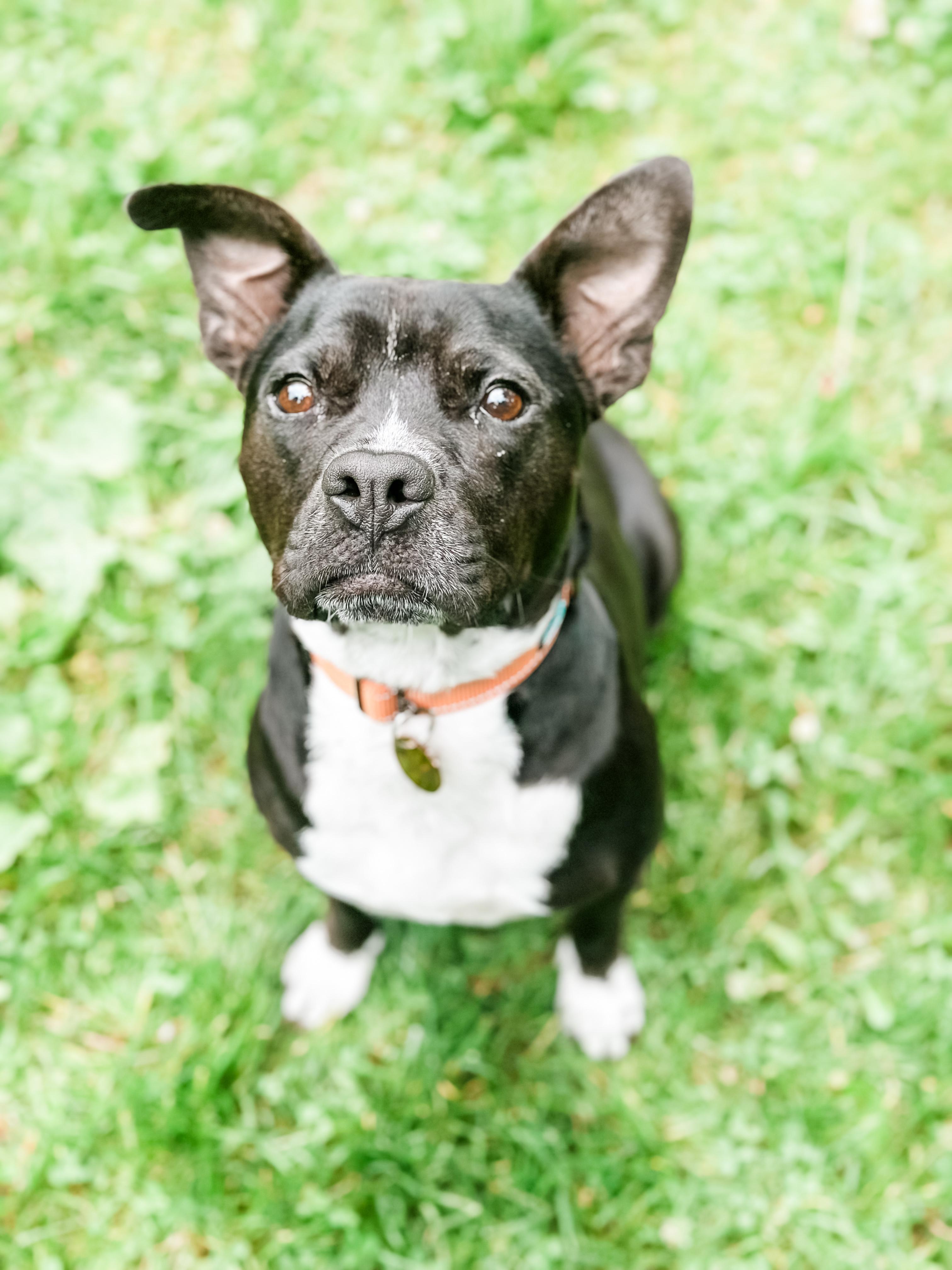 Enlarge Maisie, a Adoptable mixed breed in Gig Harbor, WA image 4/6