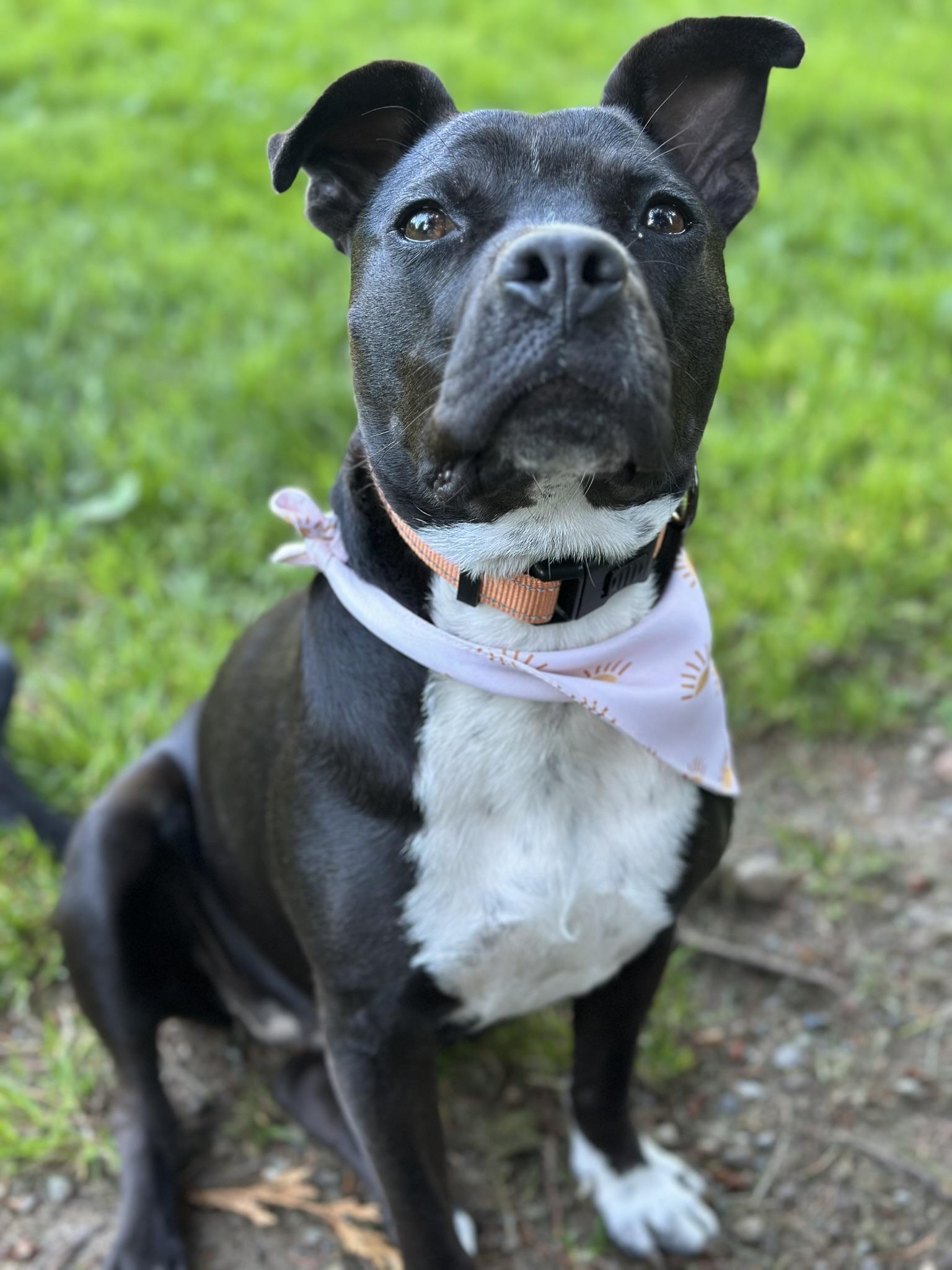 Enlarge Maisie, a Adoptable mixed breed in Gig Harbor, WA image 5/6