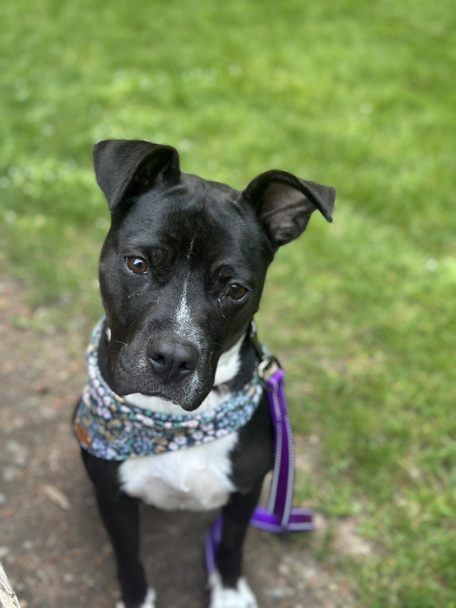 Enlarge Maisie, a Adoptable mixed breed in Gig Harbor, WA image 6/6