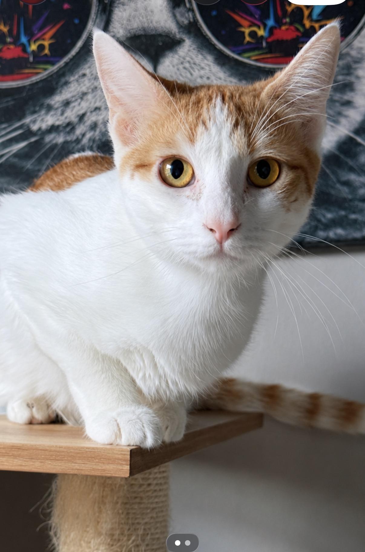 Piper, an adopted Domestic Short Hair in Old Bridge, NJ image 4/4