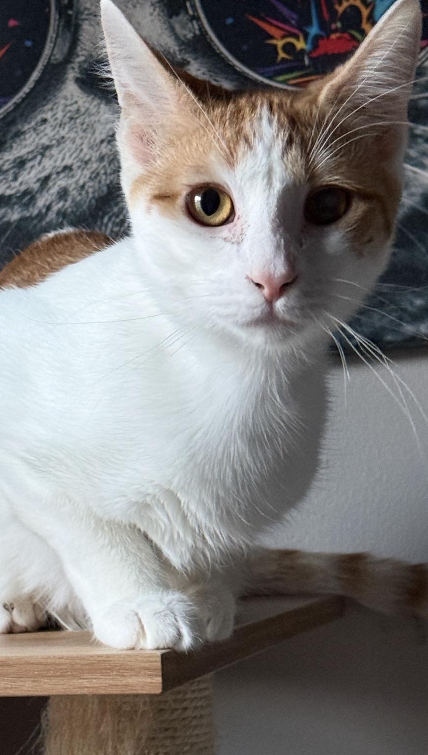 Piper, an adopted Domestic Short Hair in Old Bridge, NJ image 3/4