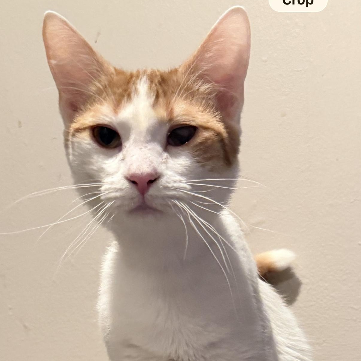 Piper, adopted, Young Male Domestic Short Hair.