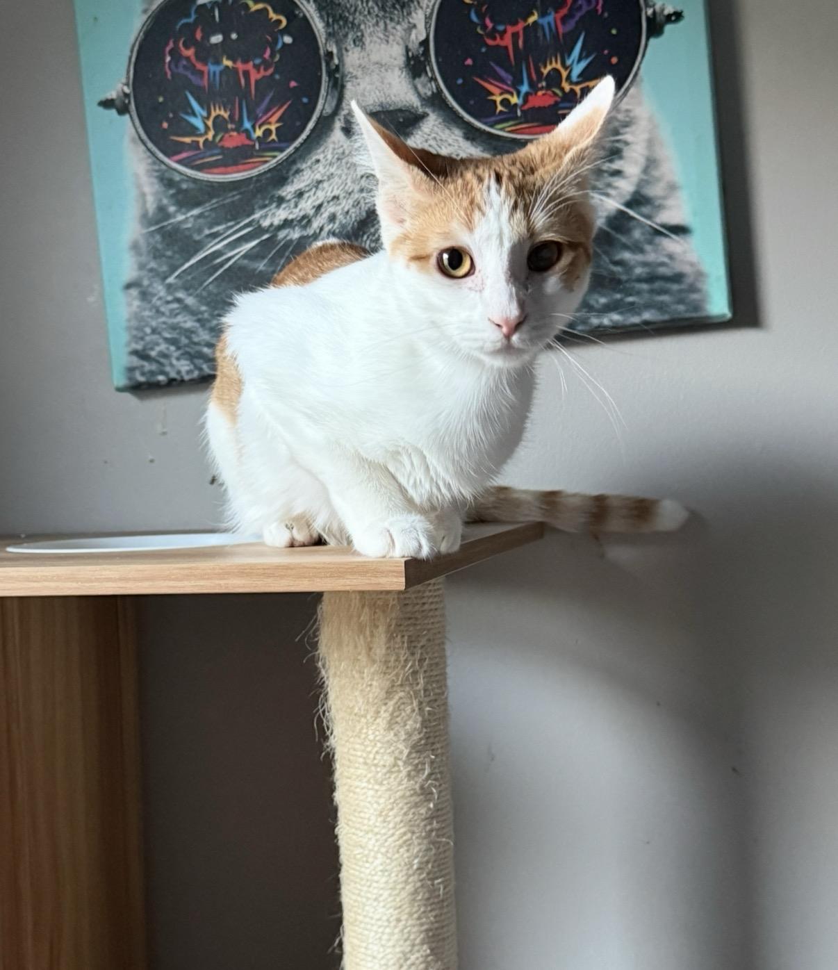 Piper, an adopted Domestic Short Hair in Old Bridge, NJ image 2/4