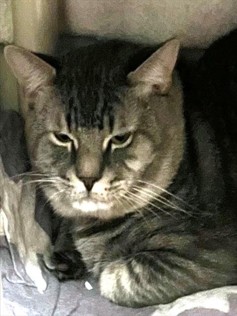 FENDER, Adoptable, Young Male Domestic Short Hair.