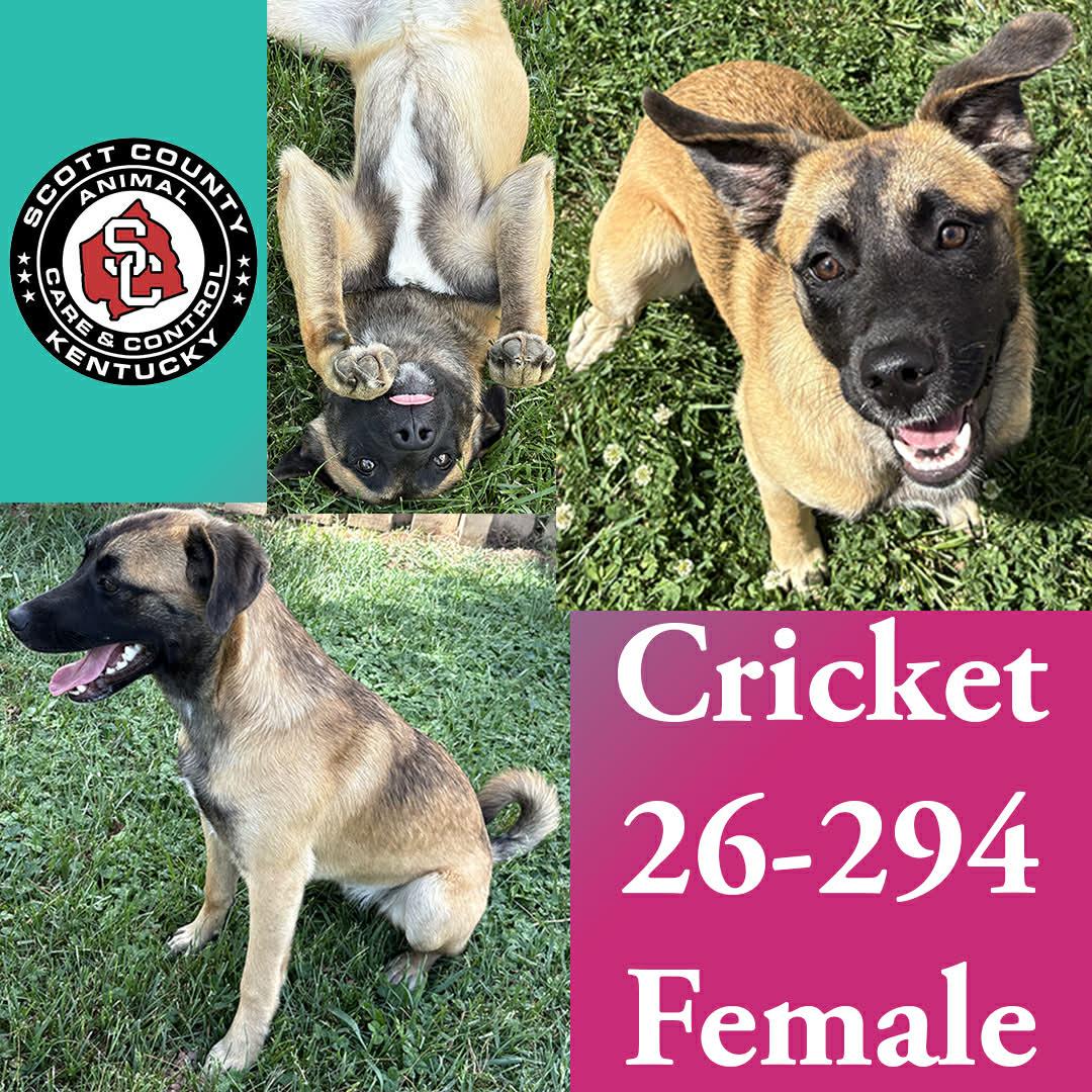 Cricket, Adoptable, Young Female Dutch Shepherd.