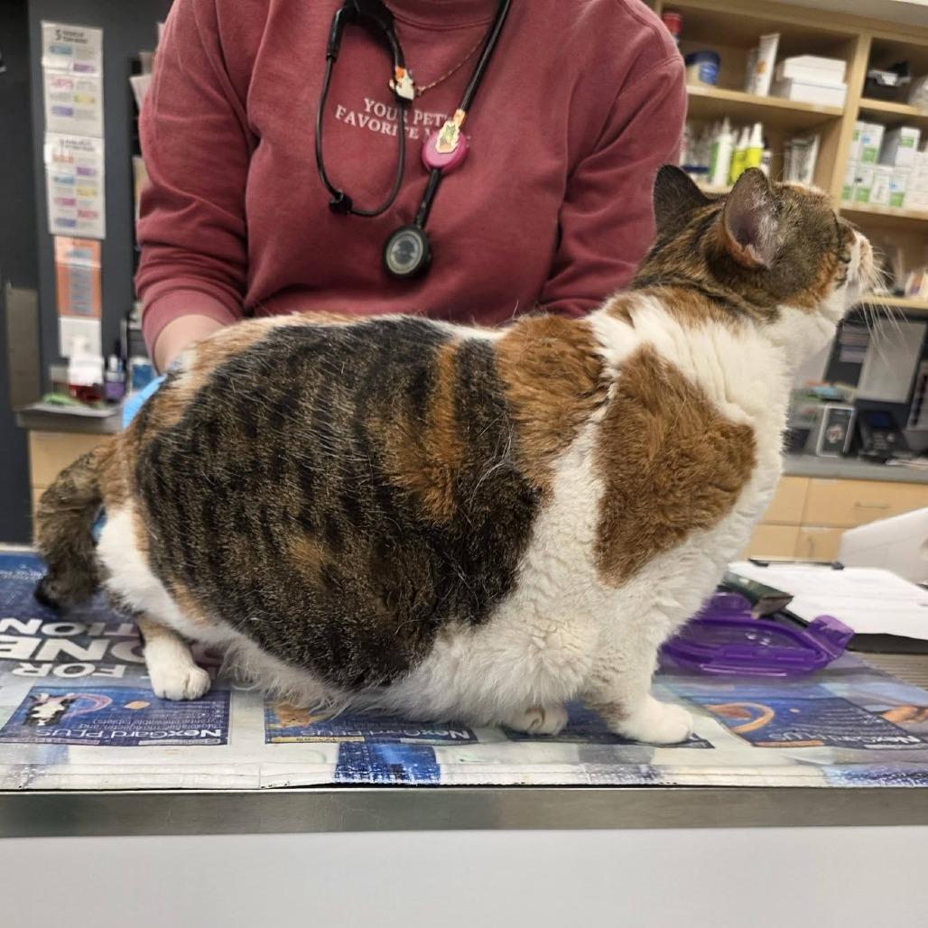 Lumpalicious, Adoptable, Adult Female Domestic Short Hair.