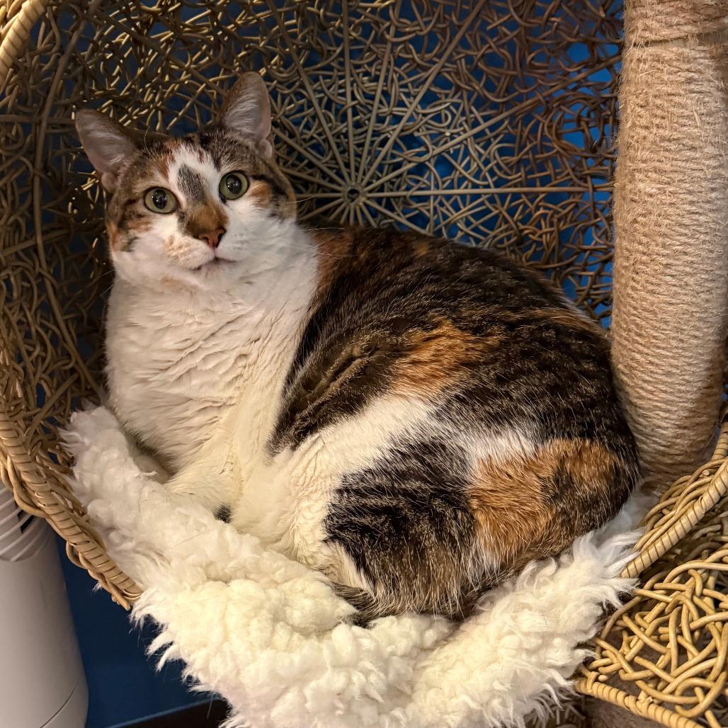 Enlarge Lumpalicious, a Adoptable Domestic Short Hair in Bloomington, IL image 2/6