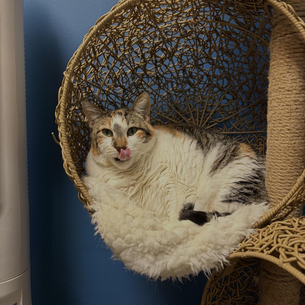 Enlarge Lumpalicious, a Adoptable Domestic Short Hair in Bloomington, IL image 3/6