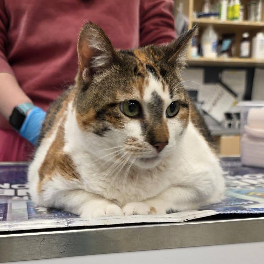 Enlarge Lumpalicious, a Adoptable Domestic Short Hair in Bloomington, IL image 4/6