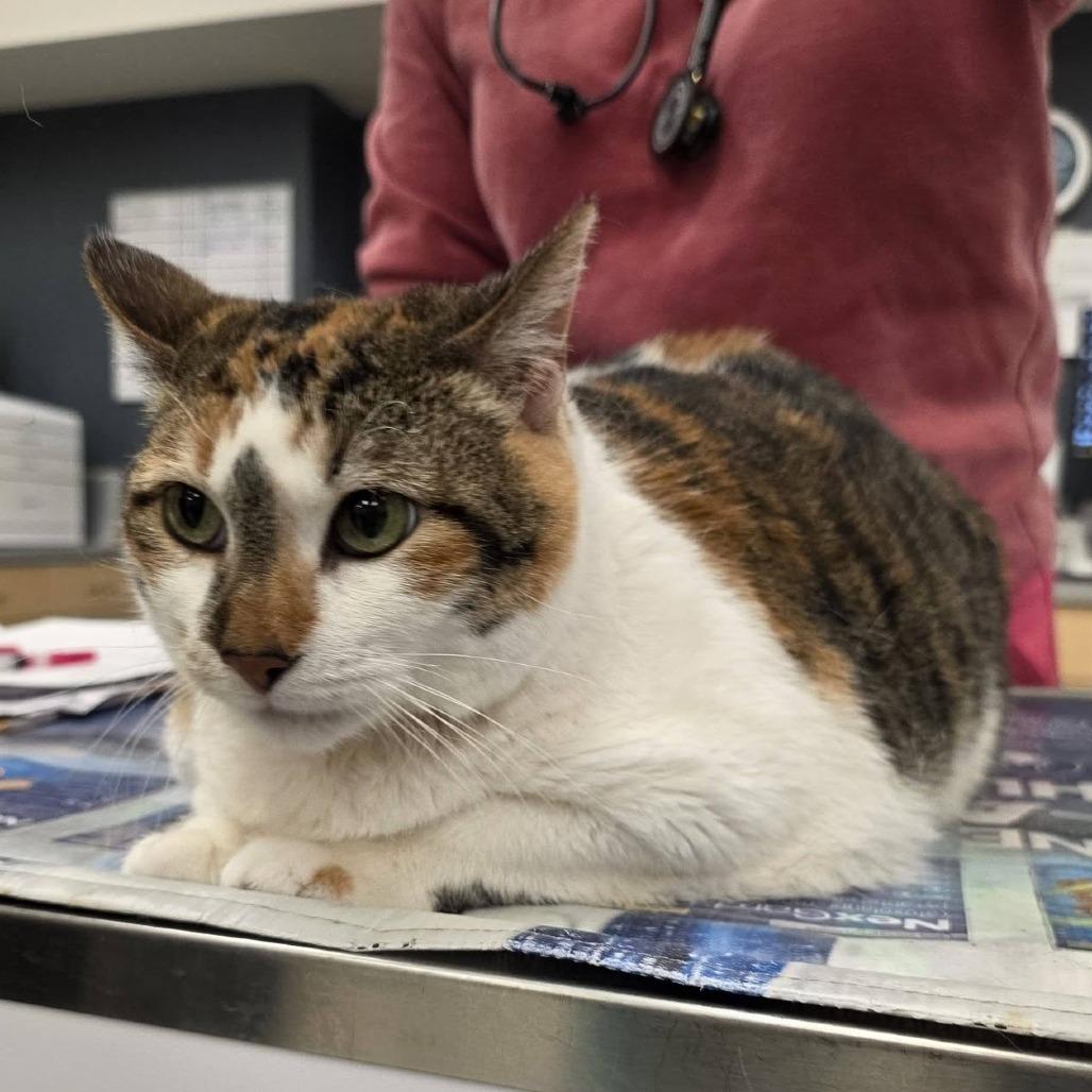 Enlarge Lumpalicious, a Adoptable Domestic Short Hair in Bloomington, IL image 5/6