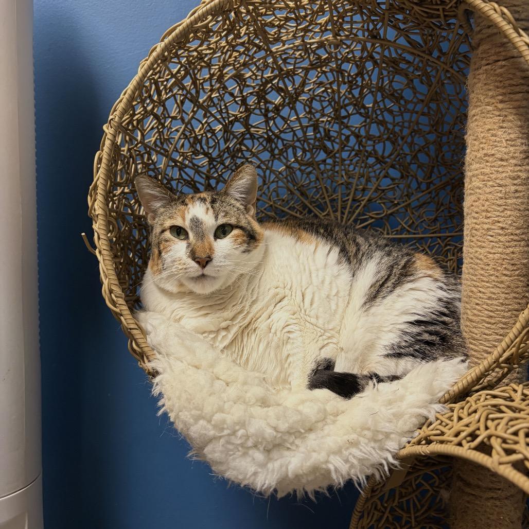 Enlarge Lumpalicious, a Adoptable Domestic Short Hair in Bloomington, IL image 6/6