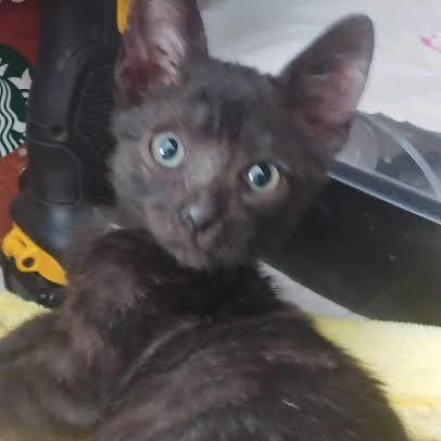 Batty (YB & JV-K), an adoptable Domestic Short Hair in Woodland Hills, CA_image-1