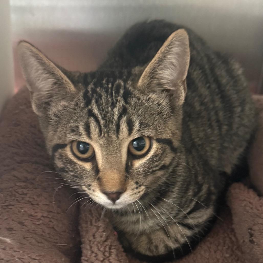 Enlarge Braveheart, a Adoptable Domestic Short Hair in Cedaredge, CO image 1/1